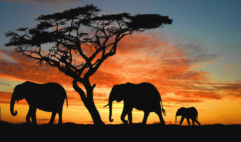 Elephants in Namibia