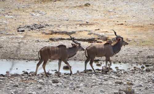 koudous de namibie