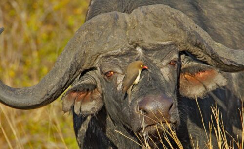 Buffalo-whats-on-my-face_MG_2010