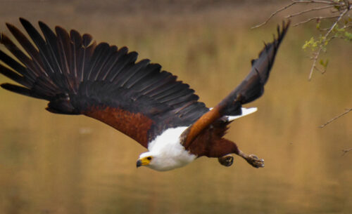 Fish Eagle 2