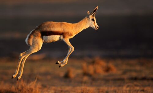 Springbok pronking